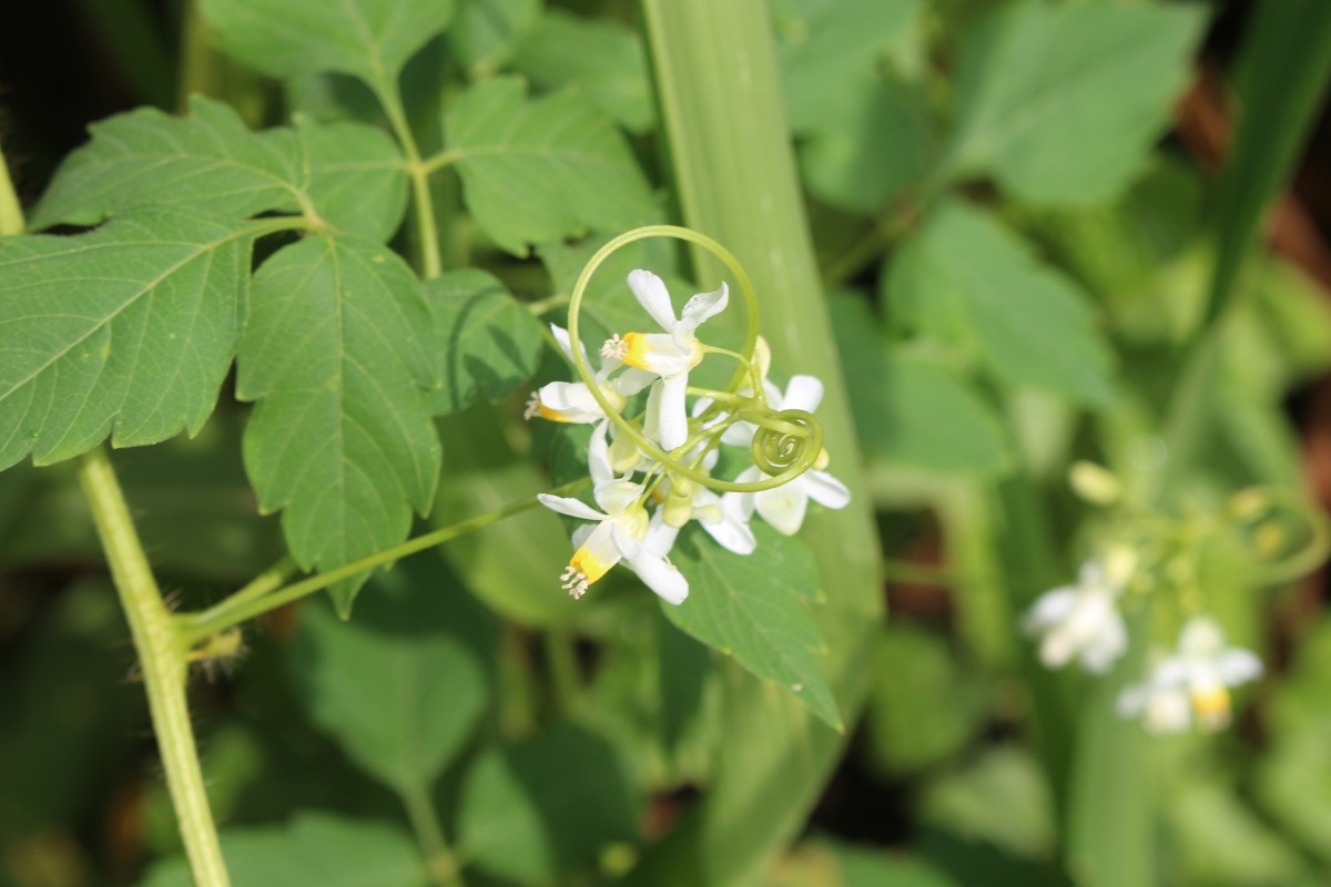 Cardiospermum grandiflorum Sw.